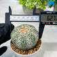 Custom Order- We’ll send you the exact live plant pictured (T8) (y6) | American Plant Seller | 3" Pot