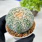 Custom Order- We’ll send you the exact live plant pictured (T8) (y6) | American Plant Seller | 3" Pot