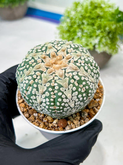 Custom Order- We’ll send you the exact live plant pictured (T8) (y6) | American Plant Seller | 3" Pot