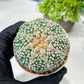 Custom Order- We’ll send you the exact live plant pictured (T8) (y6) | American Plant Seller | 3" Pot