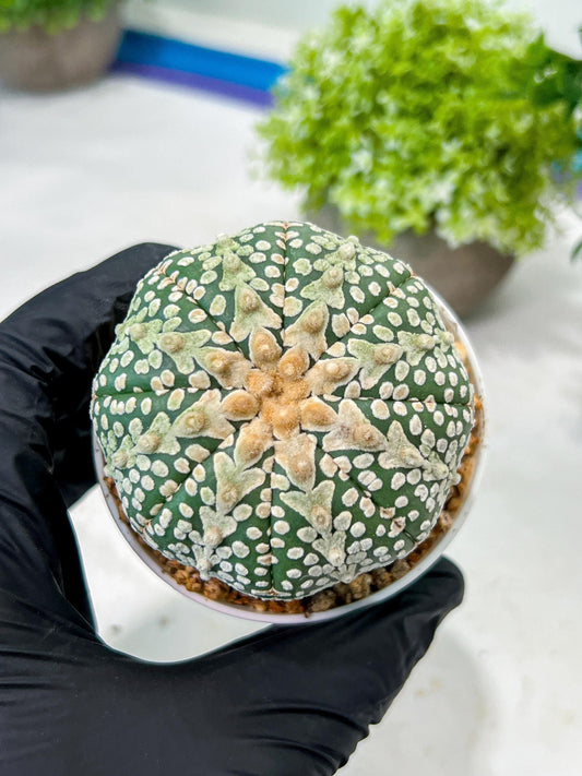 Custom Order- We’ll send you the exact live plant pictured (T8) (y6) | American Plant Seller | 3" Pot