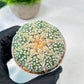 Custom Order- We’ll send you the exact live plant pictured (T8) (y6) | American Plant Seller | 3" Pot