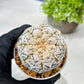Custom Order- We’ll send you the exact live plant pictured (T8) (y7) | Nevada Plant Seller | 3" Pot