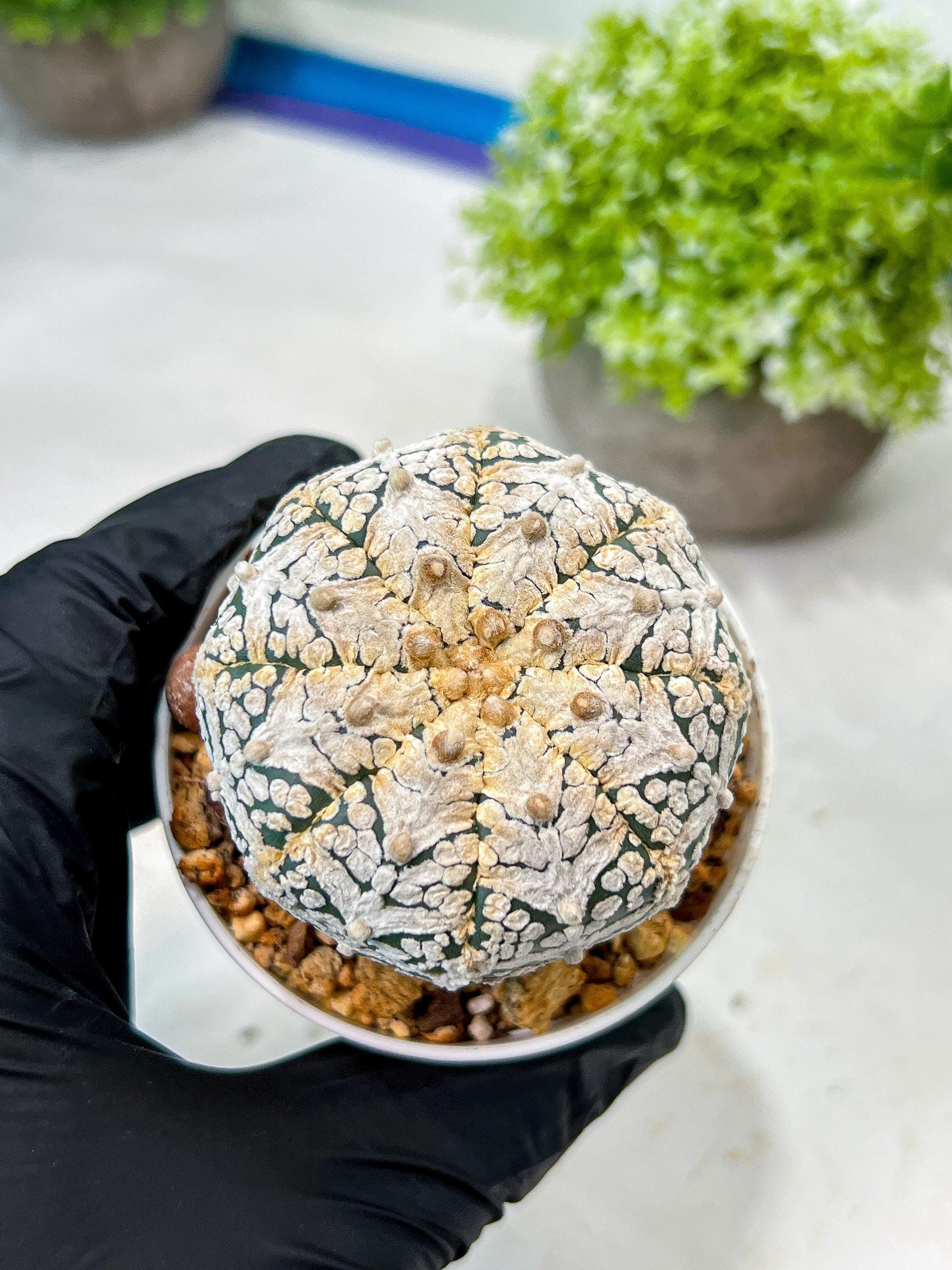 Custom Order- We’ll send you the exact live plant pictured (T8) (y7) | Nevada Plant Seller | 3" Pot