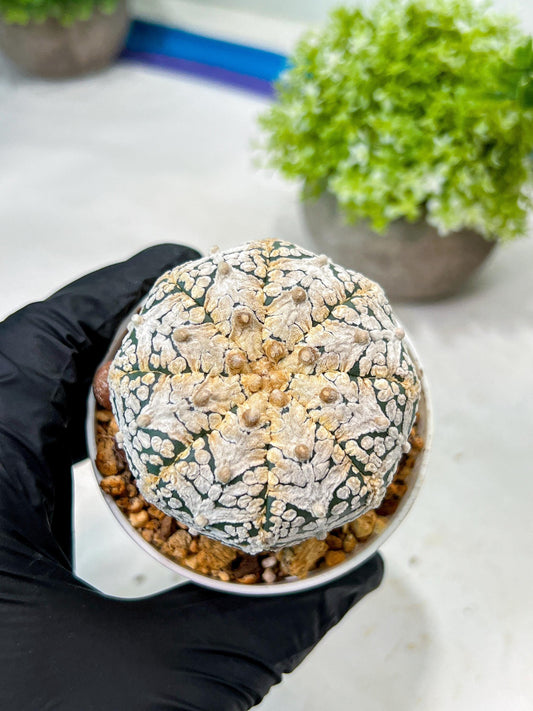 Custom Order- We’ll send you the exact live plant pictured (T8) (y7) | Nevada Plant Seller | 3" Pot