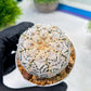 Custom Order- We’ll send you the exact live plant pictured (T8) (y7) | Nevada Plant Seller | 3" Pot