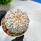 Custom Order- We’ll send you the exact live plant pictured (T8) (y7) | Nevada Plant Seller | 3" Pot