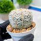 Custom Order- We’ll send you the exact live plant pictured (T8) (y7) | Nevada Plant Seller | 3" Pot