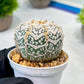 Custom Order- We’ll send you the exact live plant pictured (T8) (y7) | Nevada Plant Seller | 3" Pot