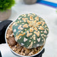 Custom Order- We’ll send you the exact live plant pictured (T8) (b1) | Imported From Japan | 3" Pot