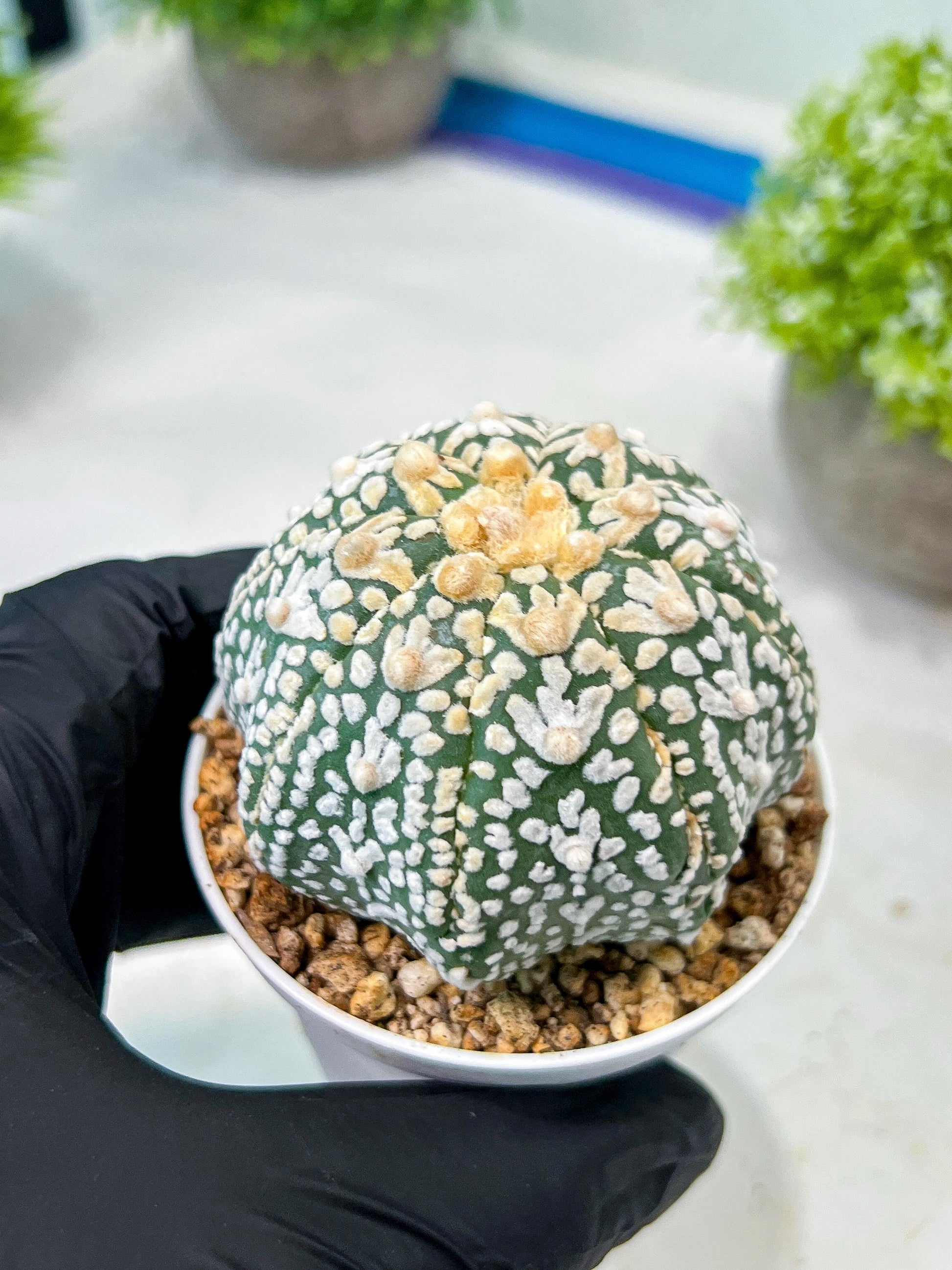 Custom Order- We’ll send you the exact live plant pictured (T8) (b2) | Las Vegas Plant Shop | 3" Pot