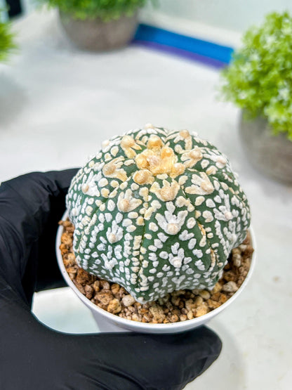 Custom Order- We’ll send you the exact live plant pictured (T8) (b2) | Las Vegas Plant Shop | 3" Pot