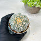 Custom Order- We’ll send you the exact live plant pictured (T8) (b2) | Las Vegas Plant Shop | 3" Pot
