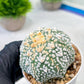 Custom Order- We’ll send you the exact live plant pictured (T8) (b2) | Las Vegas Plant Shop | 3" Pot
