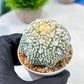 Custom Order- We’ll send you the exact live plant pictured (T8) (b2) | Las Vegas Plant Shop | 3" Pot