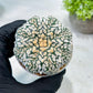 Custom Order- We’ll send you the exact live plant pictured (T8) (b3) | SHIP from USA | 3" Pot