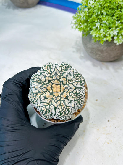 Custom Order- We’ll send you the exact live plant pictured (T8) (b3) | SHIP from USA | 3" Pot
