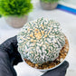 Custom Order- We’ll send you the exact live plant pictured (T8) (b3) | SHIP from USA | 3" Pot
