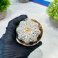 Custom Order- We’ll send you the exact live plant pictured (T8) (b4) | Las Vegas PLANT SELLER| 3" Pot
