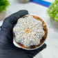 Custom Order- We’ll send you the exact live plant pictured (T8) (b4) | Las Vegas PLANT SELLER| 3" Pot