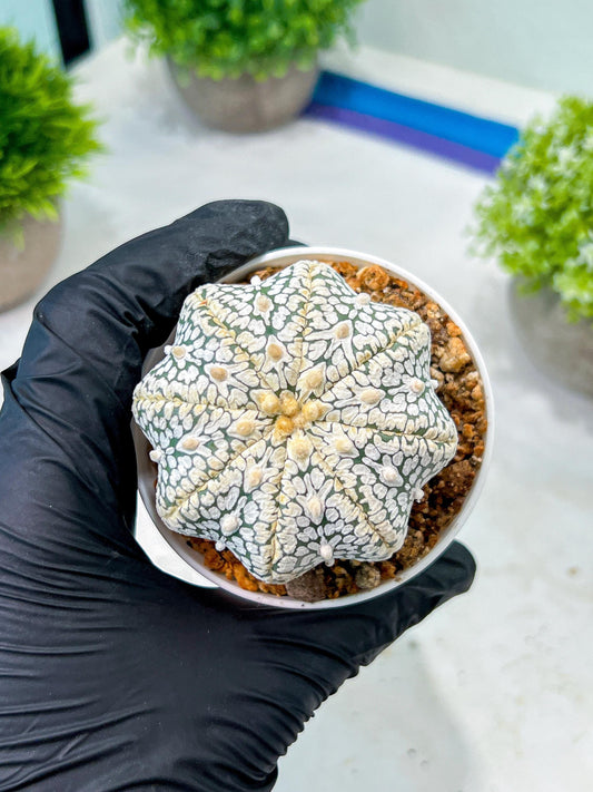 Custom Order- We’ll send you the exact live plant pictured (T8) (b4) | Las Vegas PLANT SELLER| 3" Pot