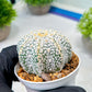 Custom Order- We’ll send you the exact live plant pictured (T8) (b4) | Las Vegas PLANT SELLER| 3" Pot