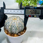 Custom Order- We’ll send you the exact live plant pictured (T8) (b4) | Las Vegas PLANT SELLER| 3" Pot