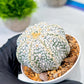 Custom Order- We’ll send you the exact live plant pictured (T8) (b4) | Las Vegas PLANT SELLER| 3" Pot