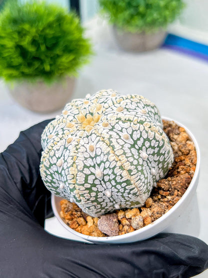 Custom Order- We’ll send you the exact live plant pictured (T8) (b4) | Las Vegas PLANT SELLER| 3" Pot