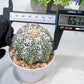 Custom Order- We’ll send you the exact live plant pictured (T8) (b5) | Las Vegas Plant Shp | 3" Pot