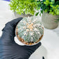 Custom Order- We’ll send you the exact live plant pictured (T8) (b5) | Las Vegas Plant Shp | 3" Pot