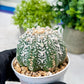 Custom Order- We’ll send you the exact live plant pictured (T8) (b5) | Las Vegas Plant Shp | 3" Pot