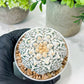 Custom Order- We’ll send you the exact live plant pictured (T8) (b6) | American Plant Seller | 3" Pot