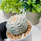Custom Order- We’ll send you the exact live plant pictured (T8) (b6) | American Plant Seller | 3" Pot