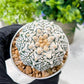 Custom Order- We’ll send you the exact live plant pictured (T8) (b6) | American Plant Seller | 3" Pot