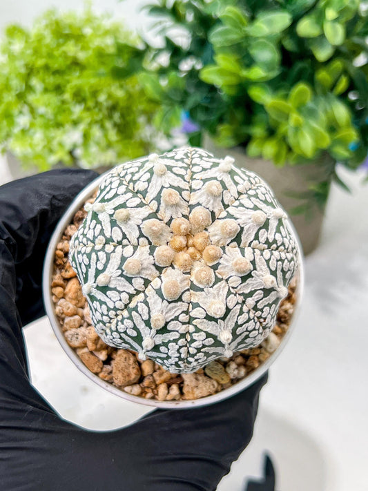 Custom Order- We’ll send you the exact live plant pictured (T8) (b6) | American Plant Seller | 3" Pot