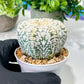 Custom Order- We’ll send you the exact live plant pictured (T8) (b7) | Nevada Plant Seller | 3" Pot