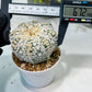 Custom Order- We’ll send you the exact live plant pictured (T8) (b7) | Nevada Plant Seller | 3" Pot