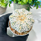 Custom Order- We’ll send you the exact live plant pictured (T8) (b7) | Nevada Plant Seller | 3" Pot