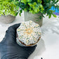 Custom Order- We’ll send you the exact live plant pictured (T8) (b7) | Nevada Plant Seller | 3" Pot