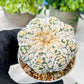 Custom Order- We’ll send you the exact live plant pictured (T8) (b7) | Nevada Plant Seller | 3" Pot