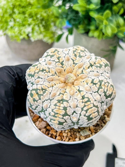 Custom Order- We’ll send you the exact live plant pictured (T8) (b7) | Nevada Plant Seller | 3" Pot