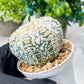 Custom Order- We’ll send you the exact live plant pictured (T8) (b7) | Nevada Plant Seller | 3" Pot