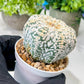 Custom Order- We’ll send you the exact live plant pictured (T8) (b7) | Nevada Plant Seller | 3" Pot