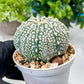 Custom Order- We’ll send you the exact live plant pictured (T8) (g1) | Imported From Japan | 3" Pot