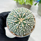 Custom Order- We’ll send you the exact live plant pictured (T8) (g1) | Imported From Japan | 3" Pot
