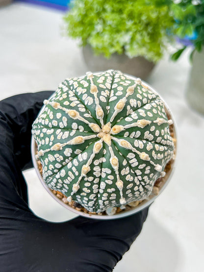 Custom Order- We’ll send you the exact live plant pictured (T8) (g1) | Imported From Japan | 3" Pot