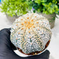Custom Order- We’ll send you the exact live plant pictured (T8) (g2) | Las Vegas Plant Shop | 3" Pot