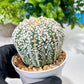 Custom Order- We’ll send you the exact live plant pictured (T8) (g3) | SHIP from USA | 3" Pot