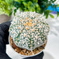 Custom Order- We’ll send you the exact live plant pictured (T8) (g3) | SHIP from USA | 3" Pot